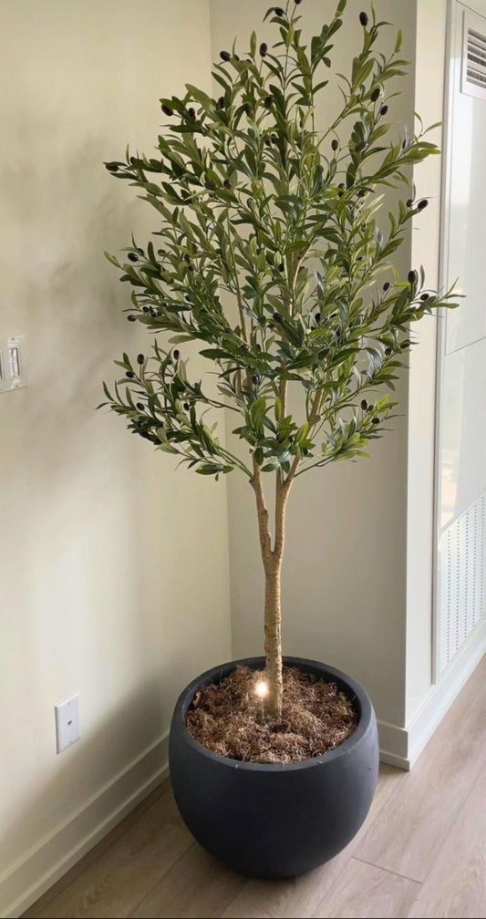 Olive Tree (48") in Charcoal Round Planter — 16 Branches